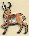 Jumbo 5-1/2 inch round embroidered WB patch Pronghorn Antelope